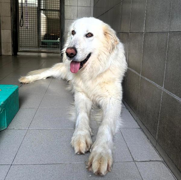 RAMBO SPLENDIDO MAREMMANO Foto 4